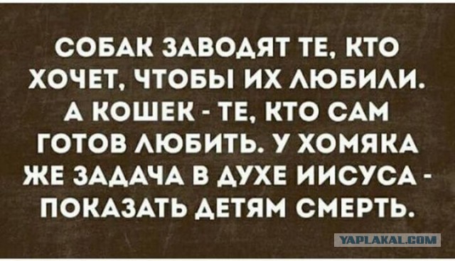 Купи хомяка