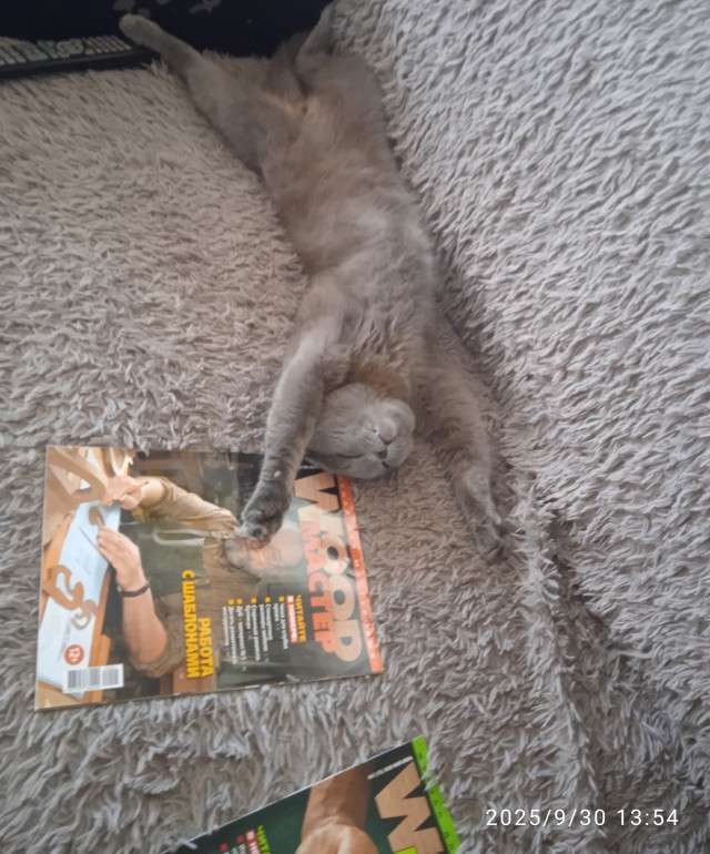 Котовторник.Наши модели