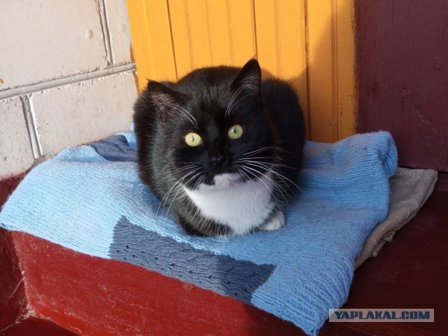 Чёрный котовторник