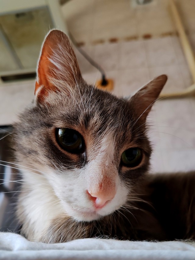 Котëнок-заморыш стал красивой кошкой