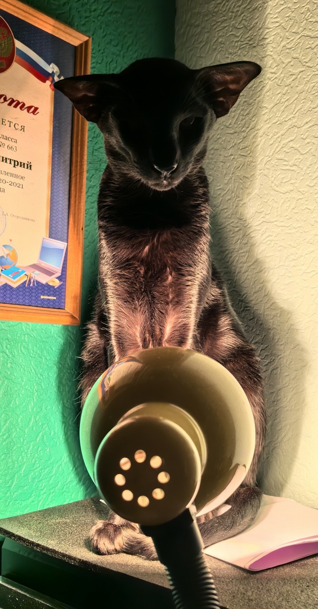 Котовторник же!