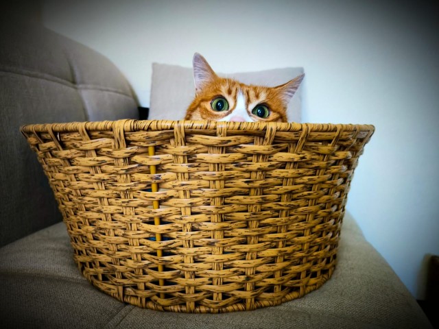 А котовторник уже пришёл?