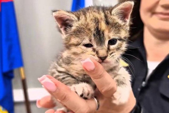 Полицейские спасли котёнка, застрявшего между стенами в здании МВД