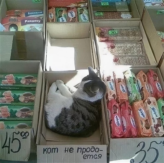Рыбов продаёте?