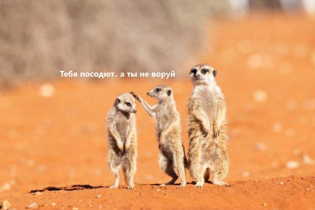 Снимки финалистов конкурса Nikon Comedy Wildlife Awards 2026