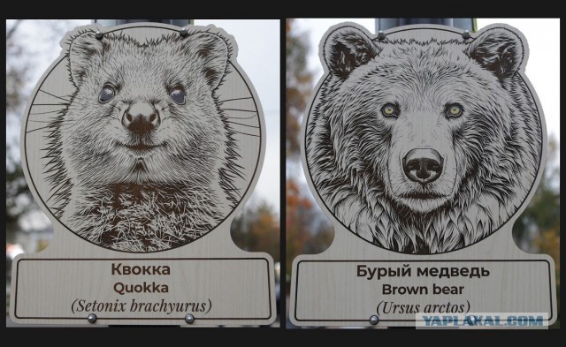 Как я аллею с портретами зверей городу подарил. История одного благоустройства