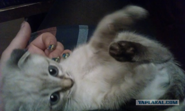 Котовторник 8.10.2013