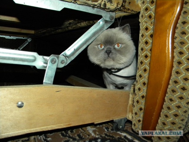 Котовторник 6.05.2014