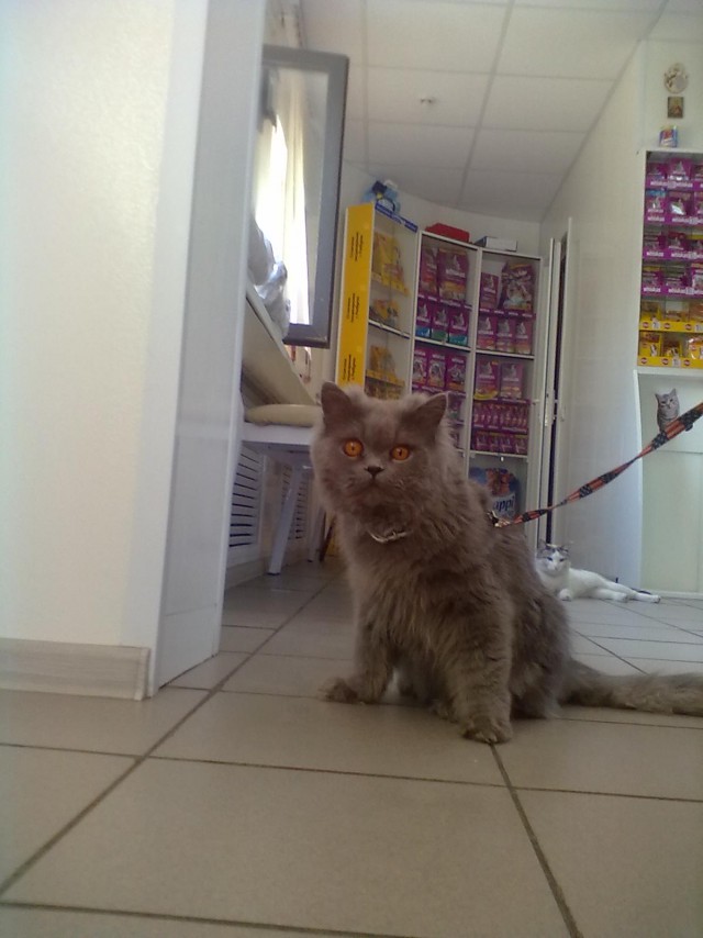 С Котовторником!