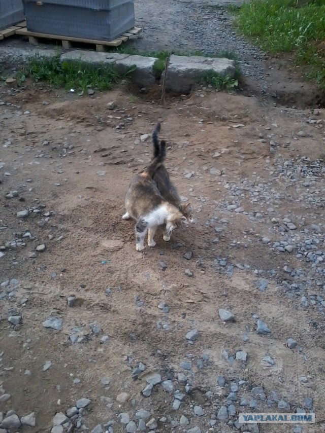 Котовторник 27.5.2014