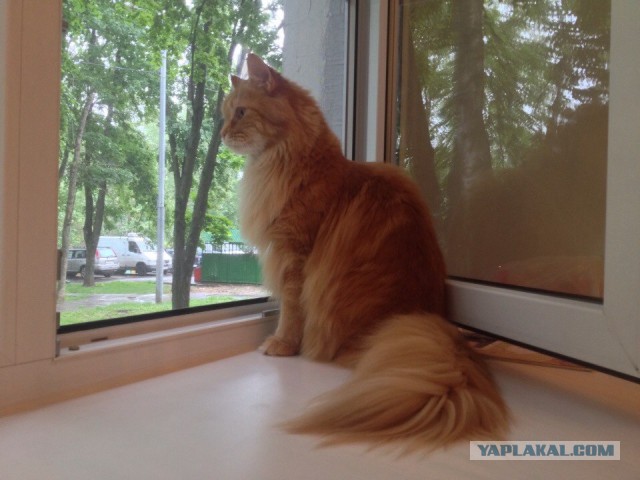 Котовторник 01.07.2014