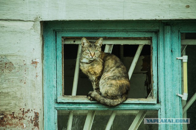 Котовторник 12.08.2014