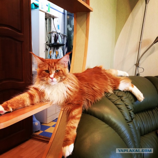 Котовторник 19.08.2014