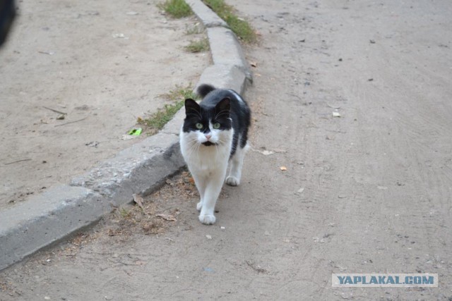 Котовторник 16.09.14