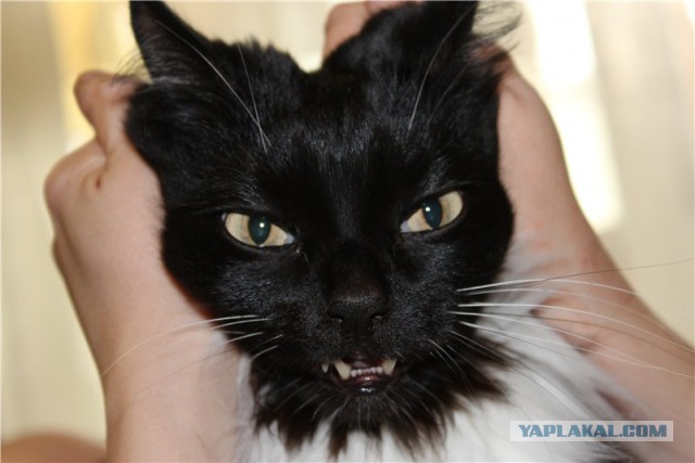 Котовторник 30.09.2014