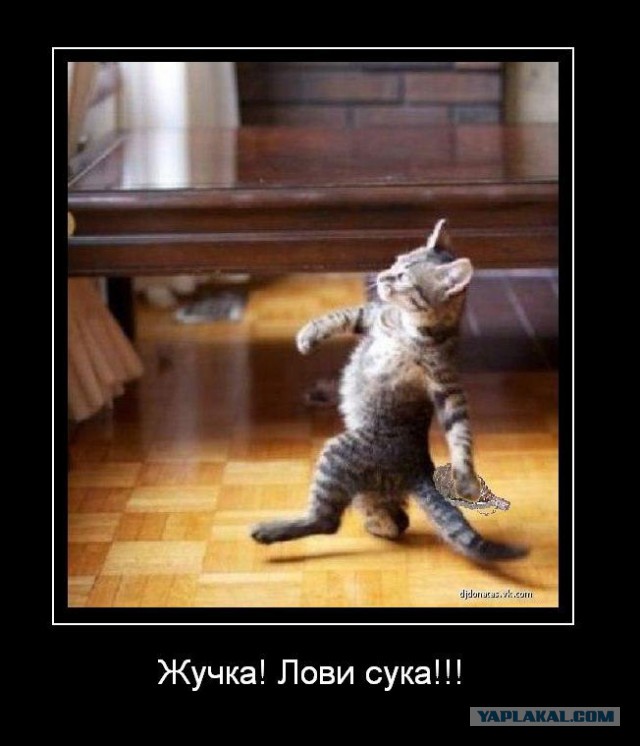 Веселые картинки