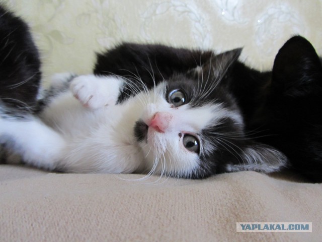 Котовторник 2.12.14