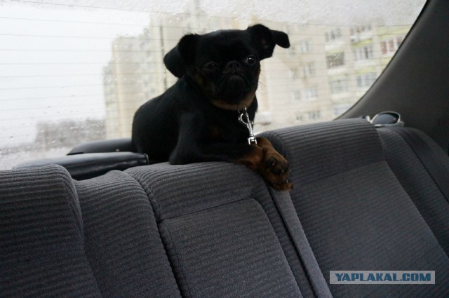 Собакочетверг на 18.12.2014