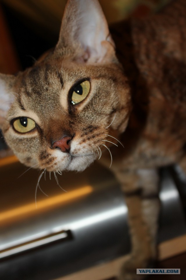 Котовторник 06.01.2015
