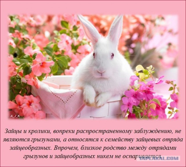 20 фактов обо всем