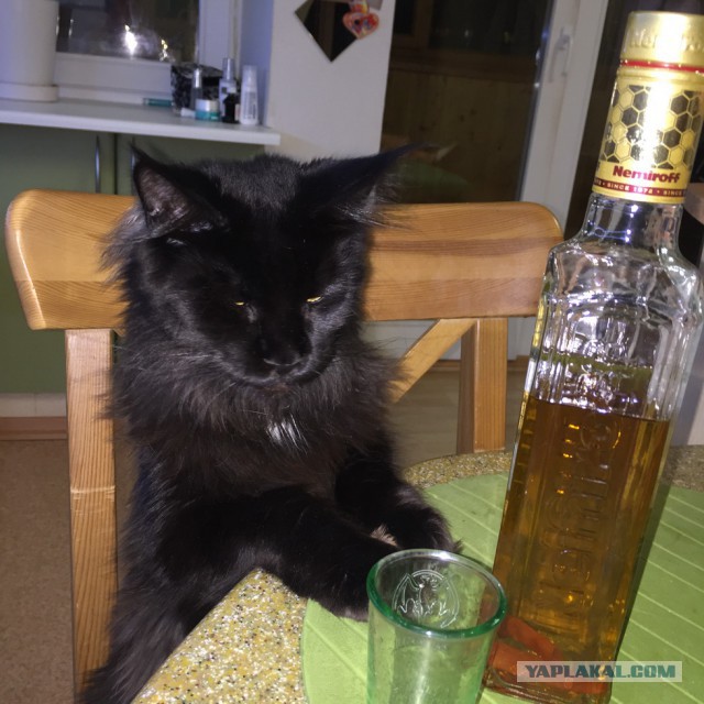 Котовторник