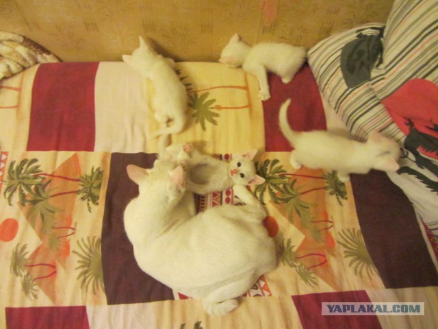 Котовторник 31.03.2015