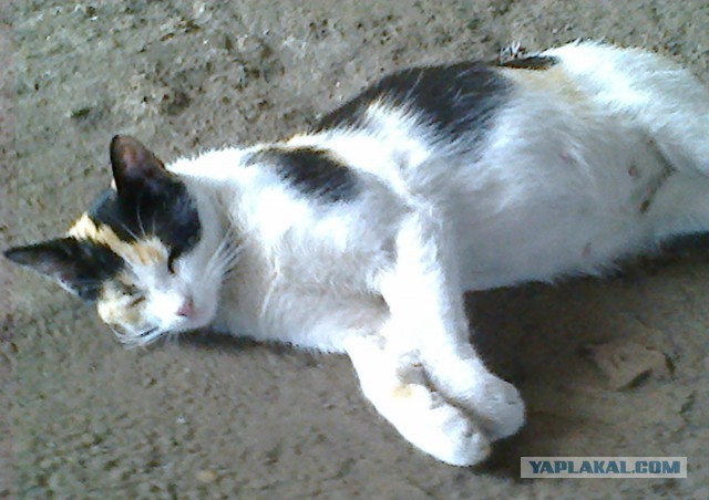 Котовторник 16.06.2015., Котовторник наступил!