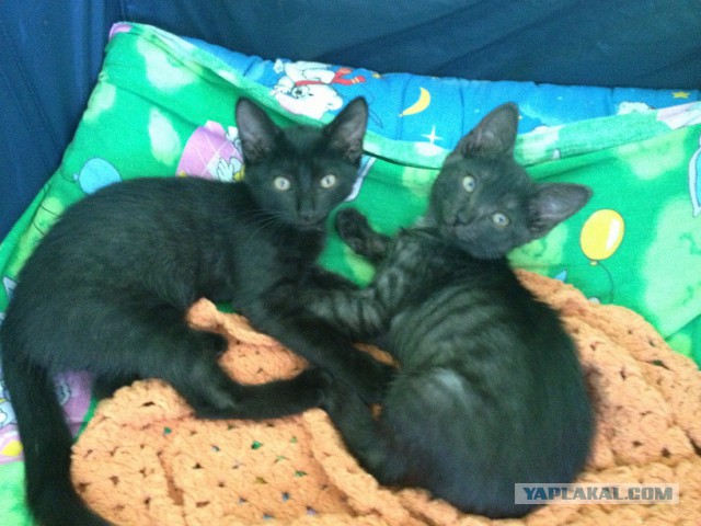Котовторник  21.07.2015