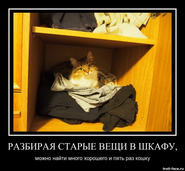 Котэ попал