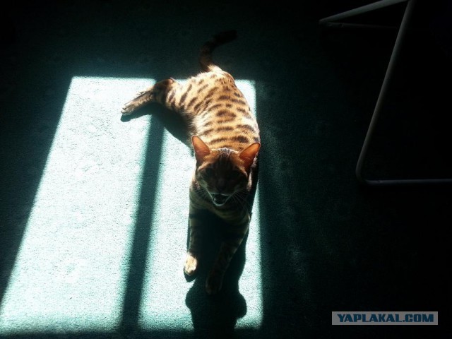 Котовторник
