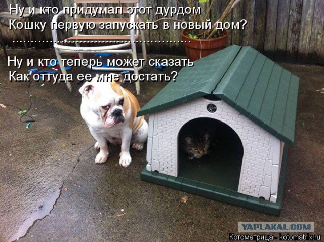 Собаки против котов