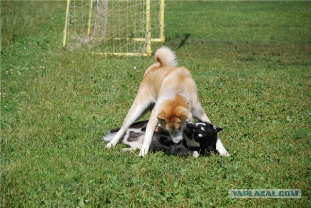 Собакочетверг же, ау!