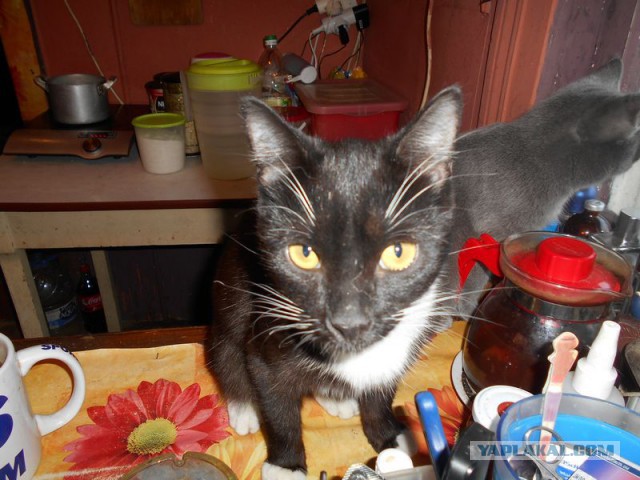 Жизнь домашнего приюта для котеек 95