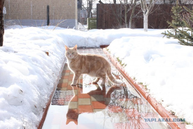 Пост про котэ