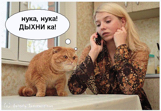 Коты, кошки, котята