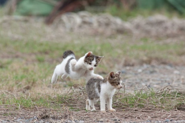 Коты острова Тасиро