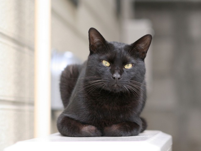 Коты из сети