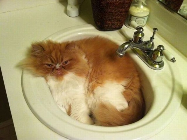 Коты и Кошки