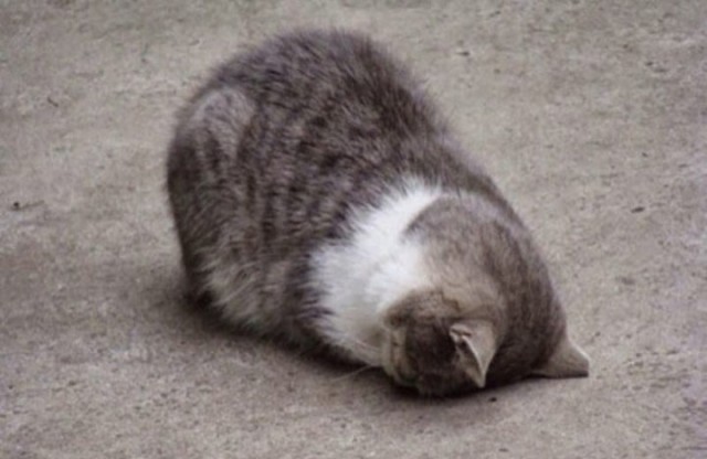 Коты и Кошки