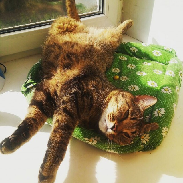 Коты и Кошки