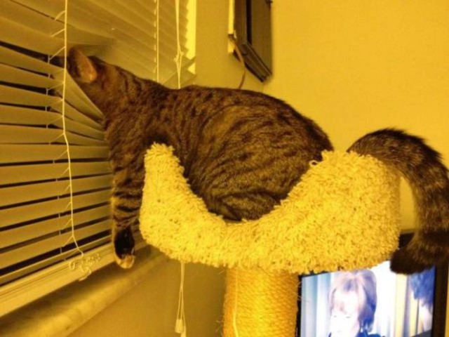 Коты и Кошки