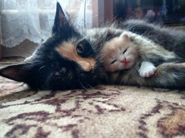 Коты и Кошки
