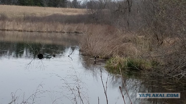 Просто Природа