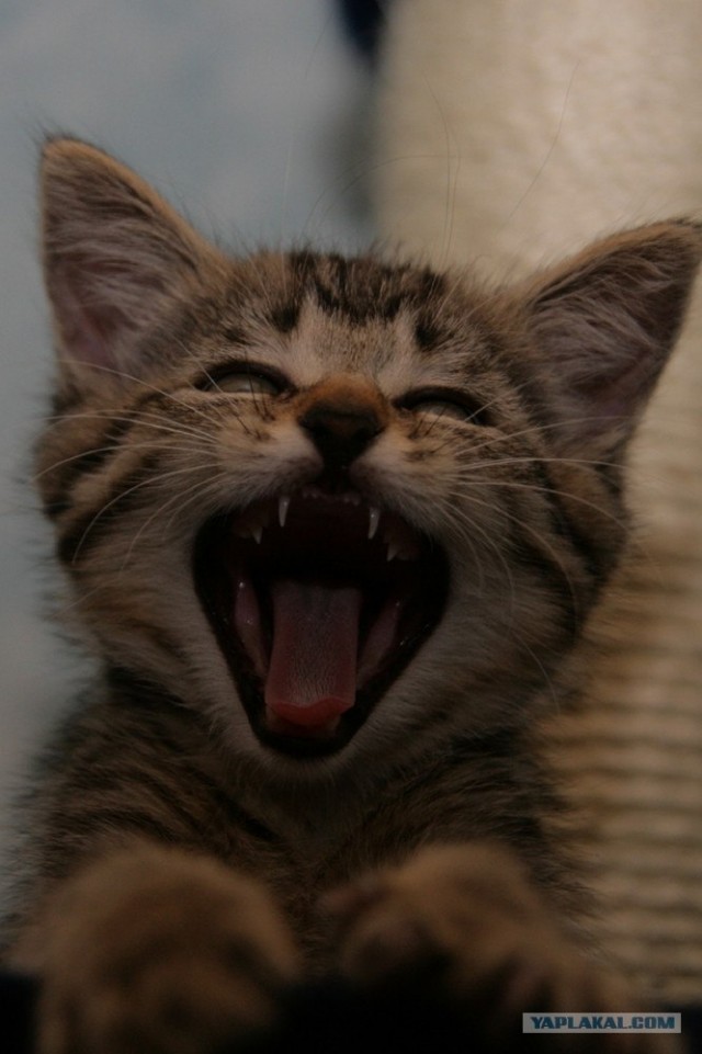 УРРААА ! Котовторник на ЯПлакалъ !