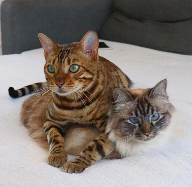 Прикольных котов пост