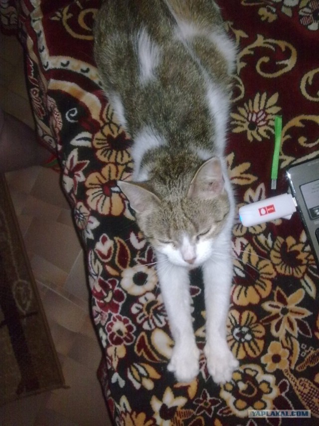 Котовторник в "КотоГетто"