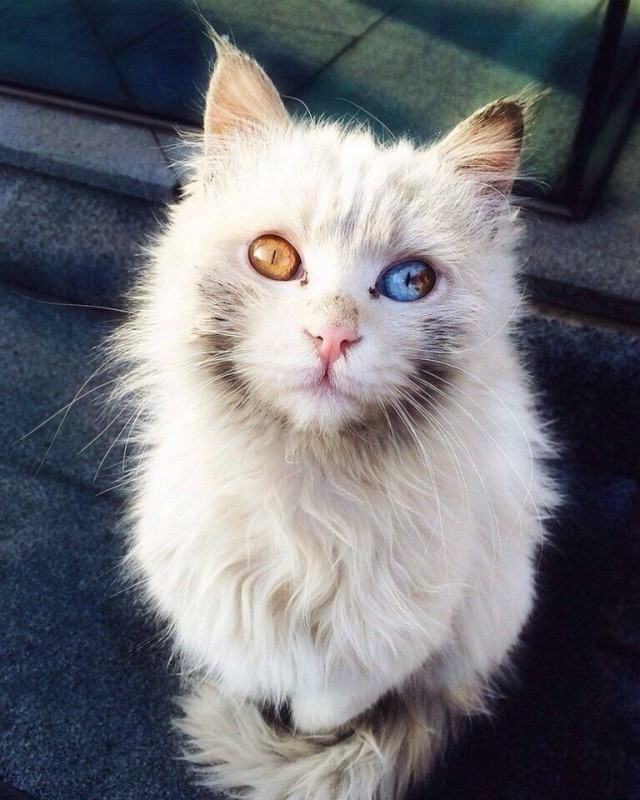 Немного милоты