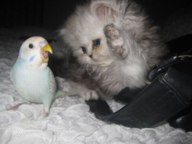 Котовторник!