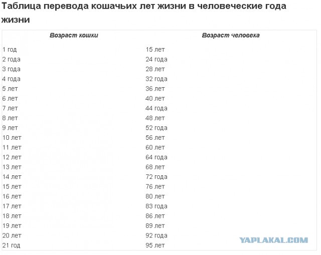 Столик для кота-пенсионера