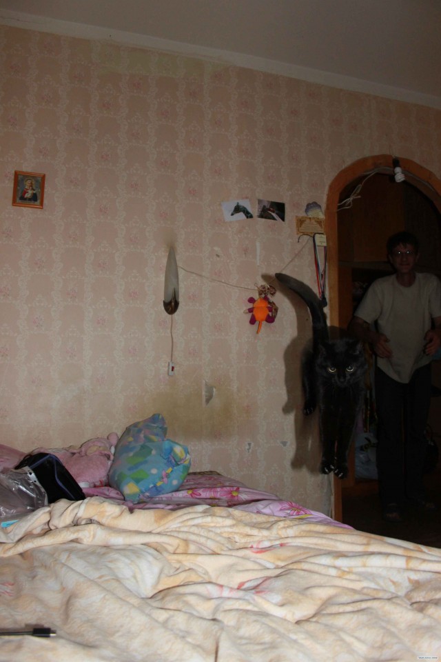 Котовторник 20.12.2011